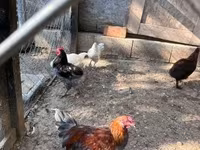 Marans — 7. fotó