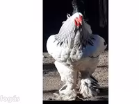 Brahma — Foto 1