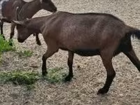 母山羊, Alpine goat — 照片 4