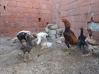 Chickens — 3. fotó