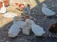 Chickens — 照片 4
