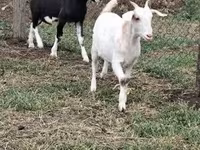 Cabro, Nubian Goat — foto 3