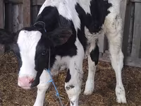 Bika, Russian Black pied cattle — 1. fotó