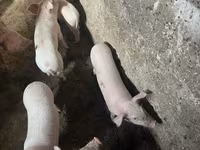 Sow, Pigs — photo 3