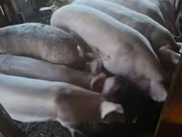 公猪, Pigs — 照片 3