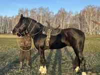 Hing, Kustanai horse — 2. fotó