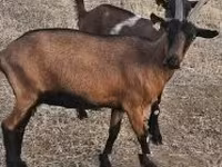 母山羊, Alpine goat — 照片 3