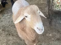 Beran, Arashan sheep — foto 4