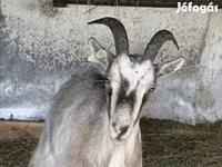 Goat, Goats — photo 3
