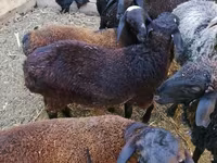 Ram, Arabi sheep — photo 6