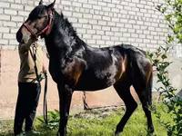 घोड़ा, Swedish warmblood horse — फ़ोटो 1