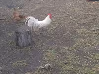 Chickens — photo 4