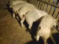 公猪, Pigs — 照片 2