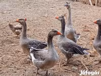 Geese — 3. fotó