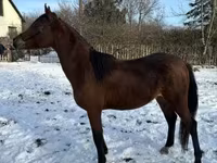 Hing, Arabian horse — 4. fotó
