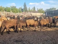Juh, Hissar sheep — 1. fotó