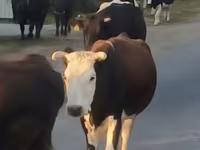 Tehén, Latvian Blue cattle — 5. fotó