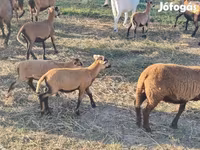 Carnero, Cameroon sheep — foto 1
