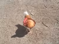 Chickens — photo 2