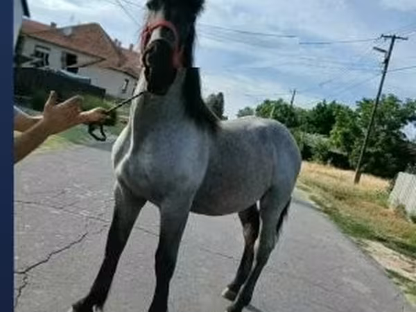 Hing, Lovak — Magyarország