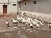 Geese — zdjęcie 6