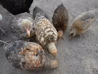 Chickens — Foto 3