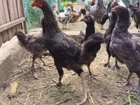Chickens — 3. fotó