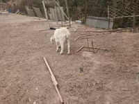 Коза, Зааненская коза — фото 4