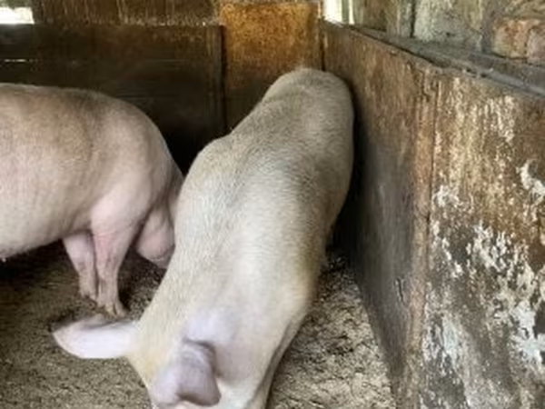 公猪,  — 匈牙利