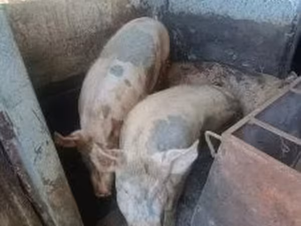 Sow, Pigs — Hungary
