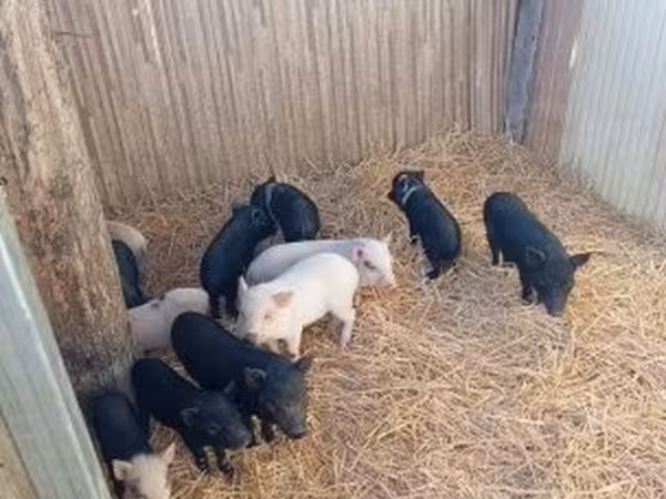 Sow, Pigs — Hungary