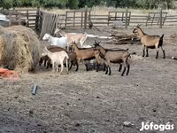 Cabras (lote, sexo no especificado), Cabras — foto 6