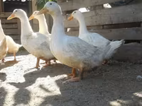 Ducks — 照片 5