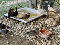 Ducks — photo 3