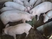 公猪, Pigs — 照片 1