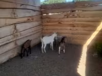 公山羊, Goats — 照片 6