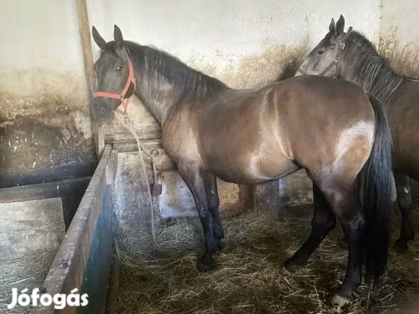 Kanca, Hungarian horse breed — Magyarország