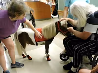 Kanca, Miniature horse — 1. fotó