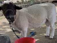 Baran, Dorper sheep — zdjęcie 2