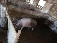 Boar, Pigs — photo 3