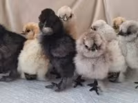 Silkie — foto 5