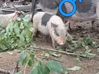 सूअर (लॉट, लिंग निर्दिष्ट नहीं), सूअर — फ़ोटो 5