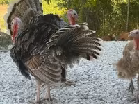 Turkeys — photo 3
