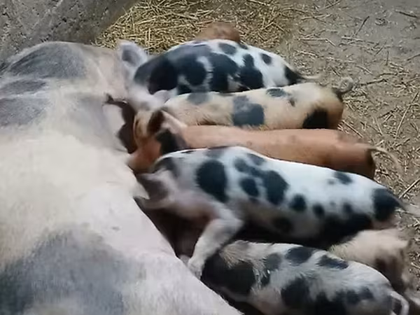 Süldőanya, Sertések