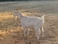 Cabra, Saanen goat — foto 6