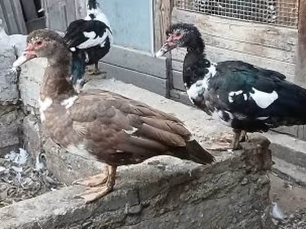Ducks