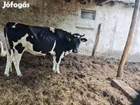 母牛, Holstein breed — 照片 4