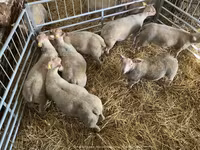 Schaf, Charollais sheep — Foto 4