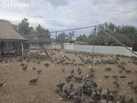 Guinea fowl — Foto 3
