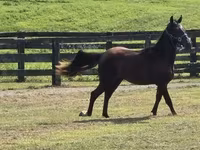 Horse (M), Rocky Mountain Horse — photo 3